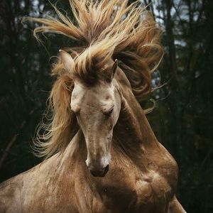 Meet your Posher, Aurora